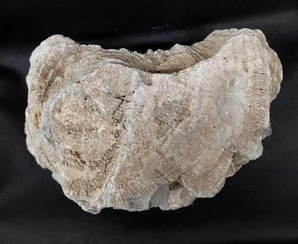 Versteinertes Holz Indonesien